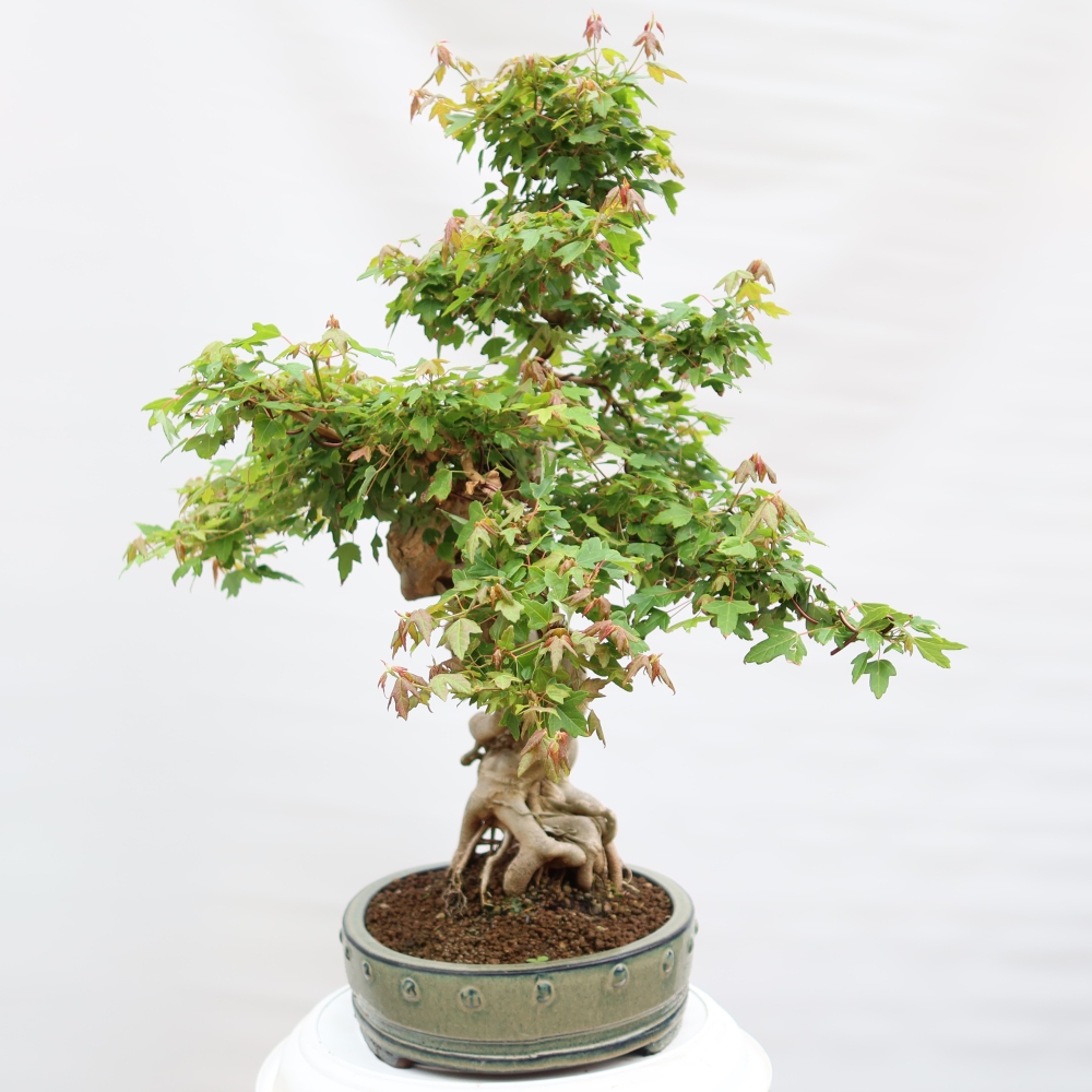 Venkovní bonsai - Javor Burgerův - Acer Burgerianum 