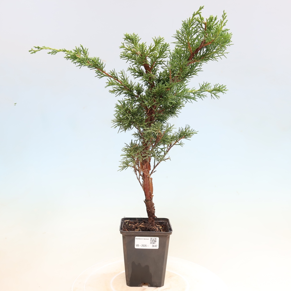 Venkovní bonsai - Juniperus chinensis Kishu -Jalovec čínský