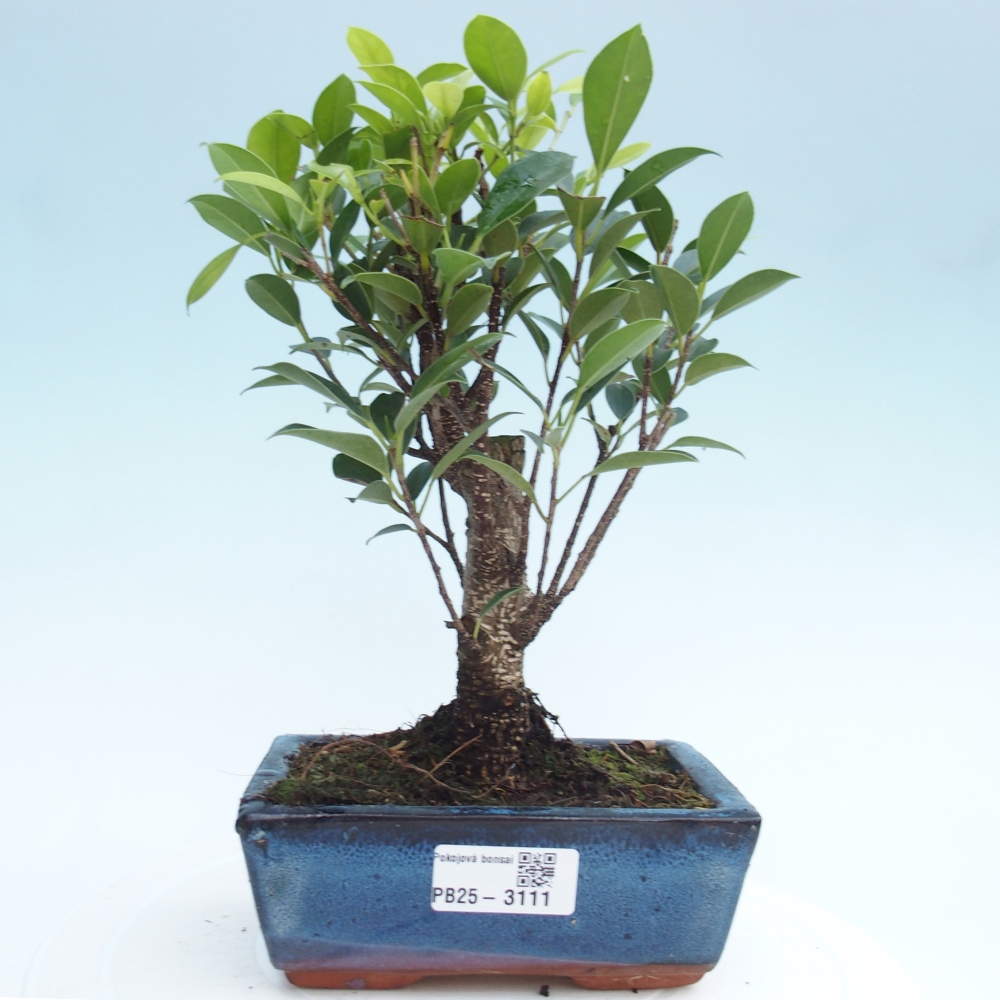Pokojová bonsai - Ficus retusa -  malolistý fíkus
