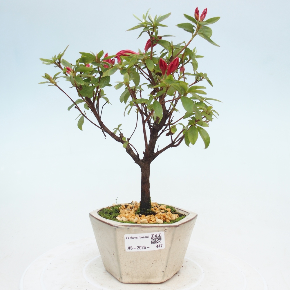 Venkovní bonsai - Japonská azalka - Azalea sp.