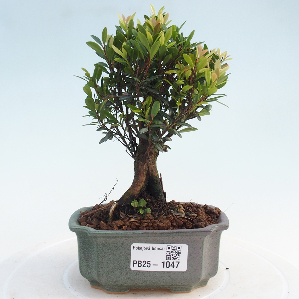 Pokojová bonsai - Syzygium - Pimentovník