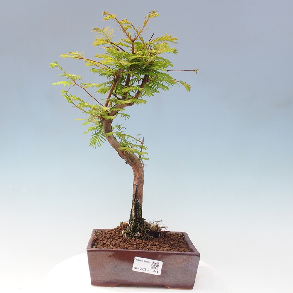 Venkovní bonsai - Metasequoia glyptostroboides - Metasekvoje čínská