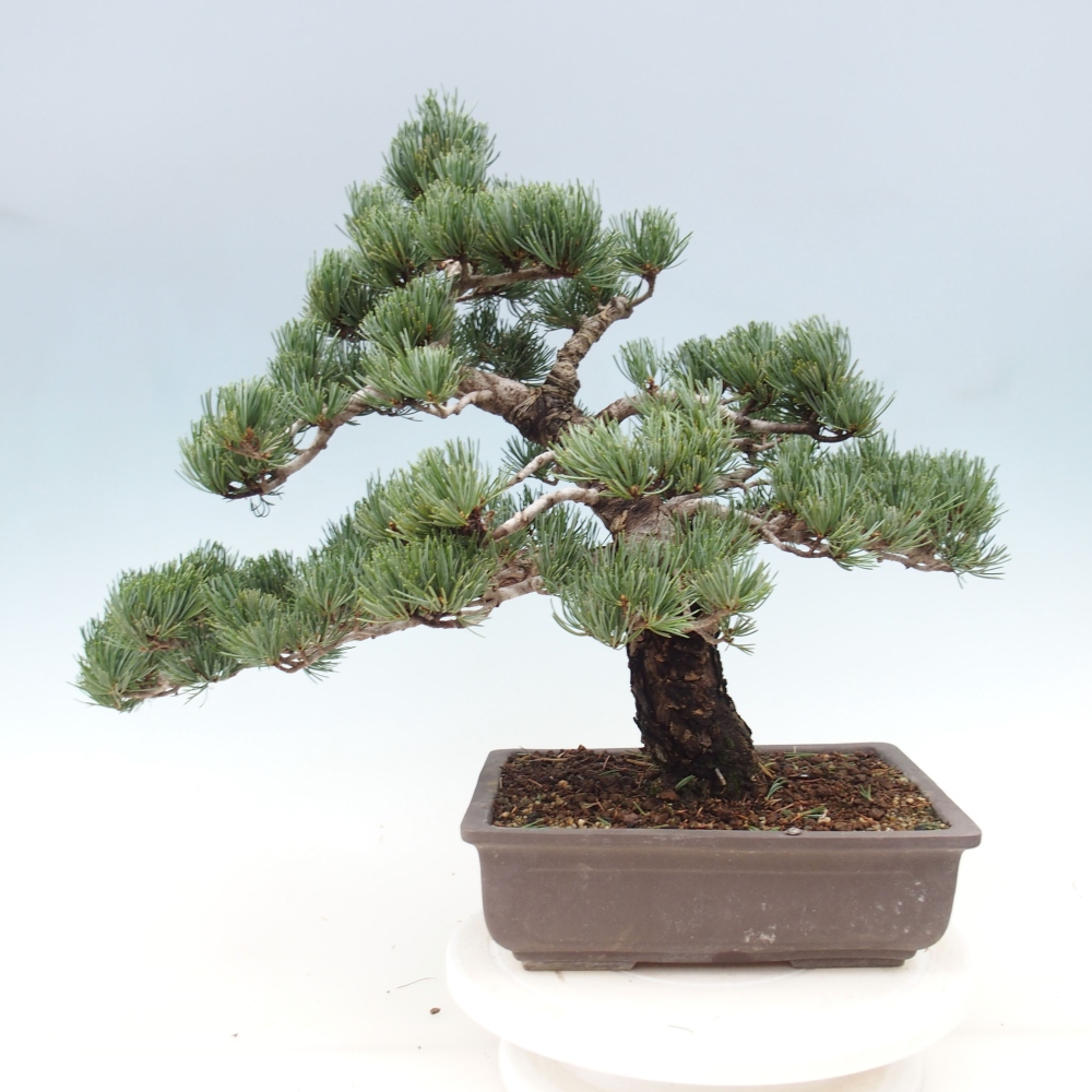 Venkovní bonsai - Pinus parviflora - Borovice drobnokvětá