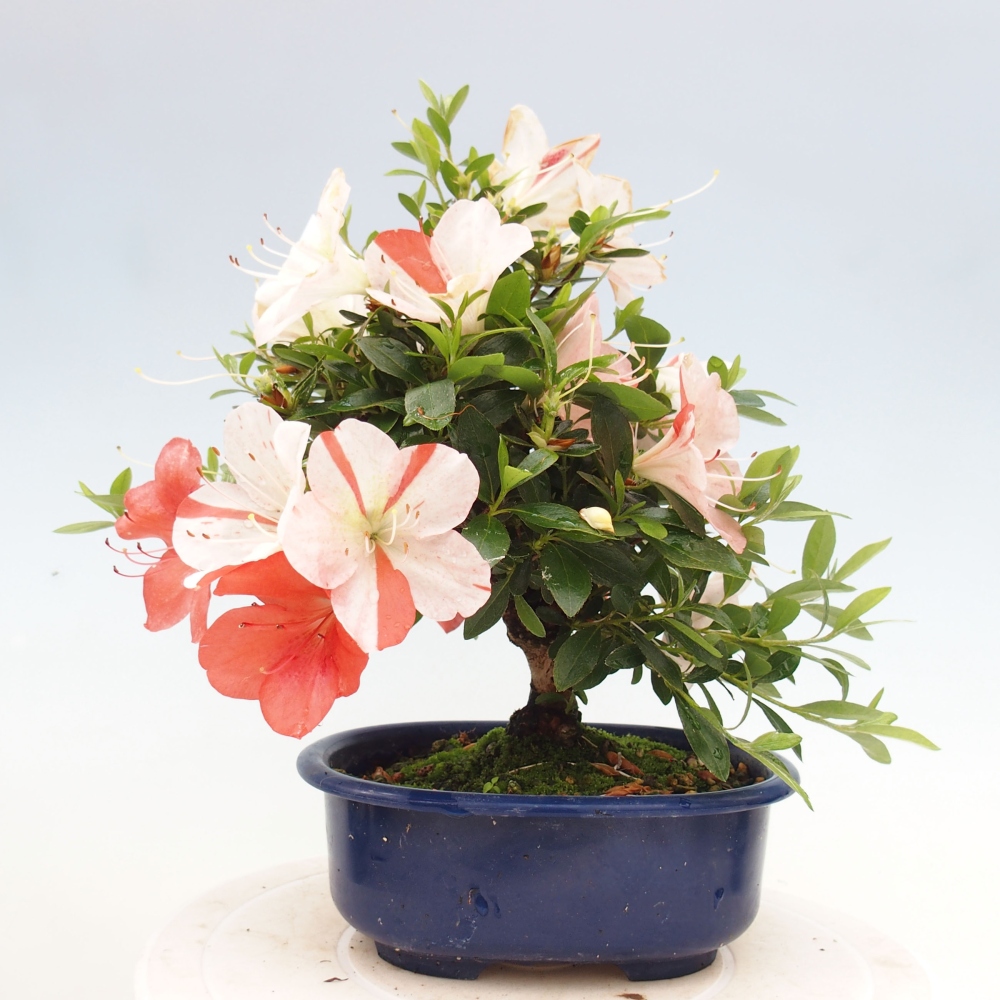 Venkovní bonsai - Japonská azalka - Azalea Asazakura