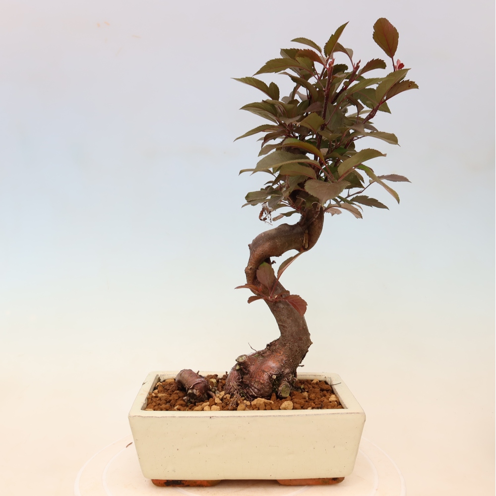 Venkovní bonsai -Malus domestica - Maloplodá jabloň červenolistá