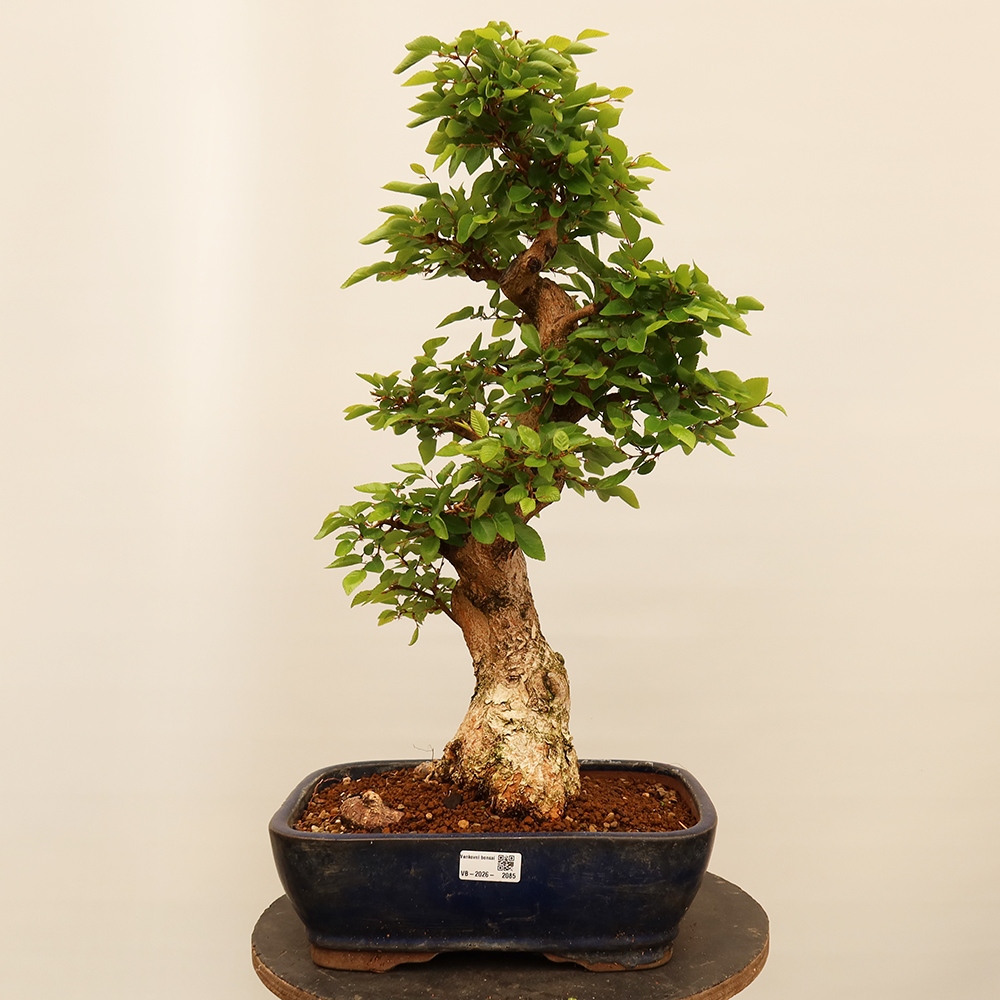 Venkovní bonsai -Carpinus Coreana - Habr korejský