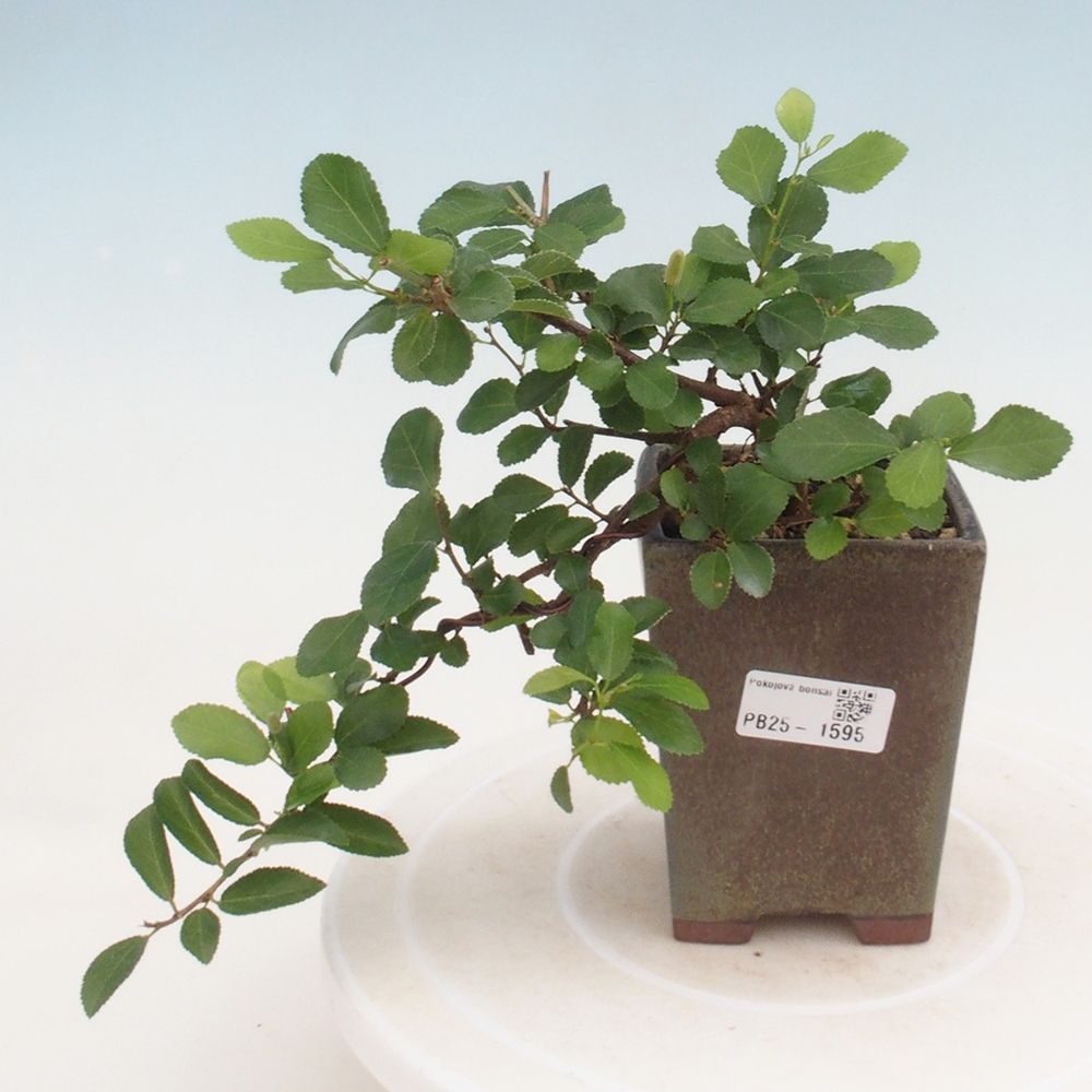 Pokojová bonsai - Grewia occidentalis - Hvězdice levandulová