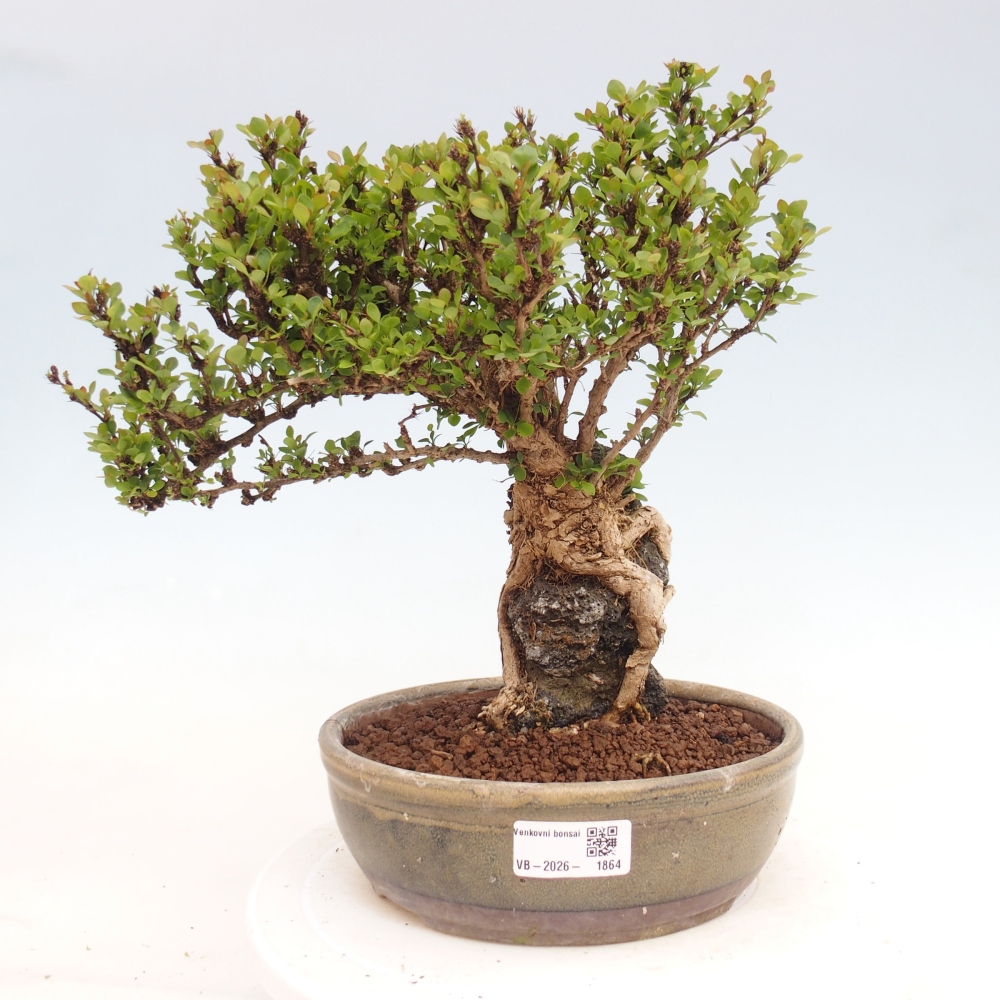 Venkovní bonsai - Berberis coreana - Dřištál korejský