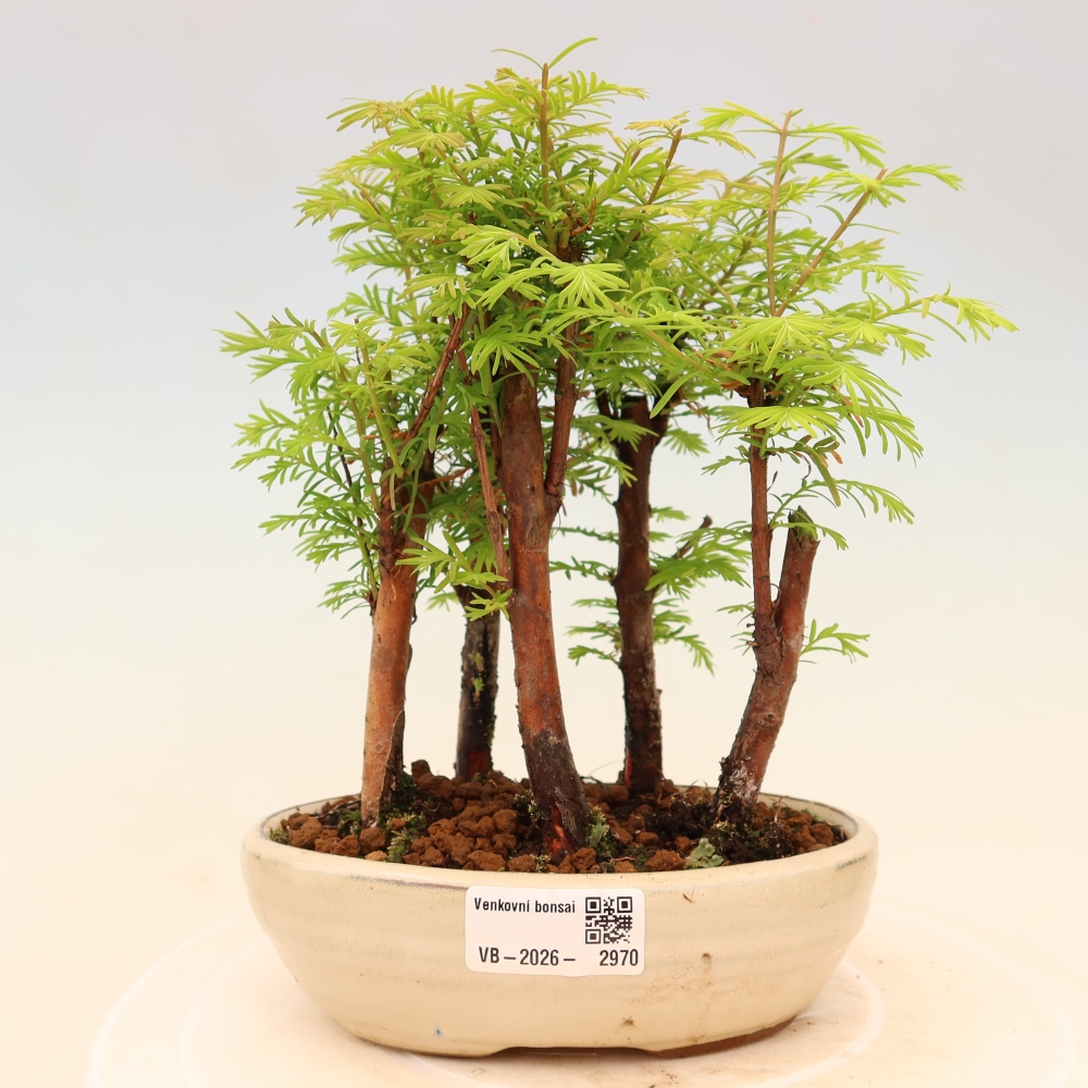 Venkovní bonsai - Metasequoia glyptostroboides - Metasekvoje čínská - lesík