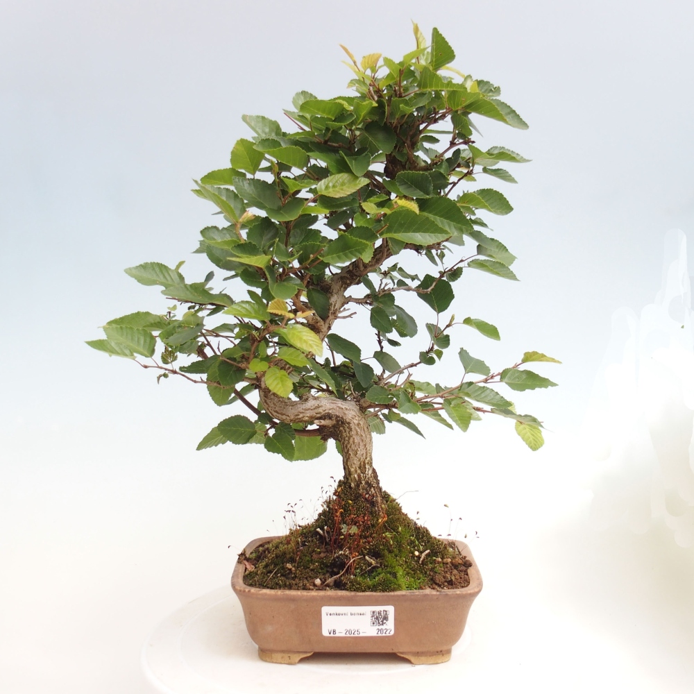 Venkovní bonsai -Carpinus CARPINOIDES - Habr korejský
