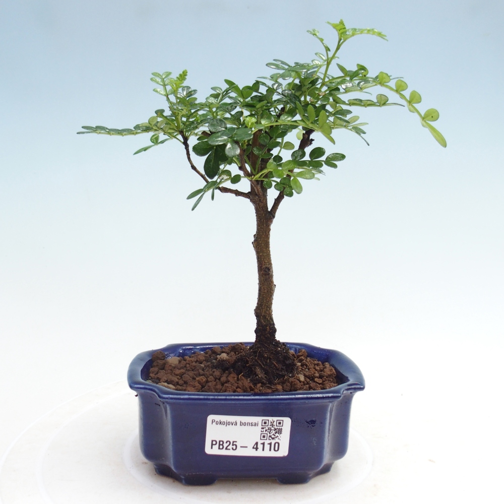 Pokojová bonsai - Zantoxylum piperitum - Pepřovník 