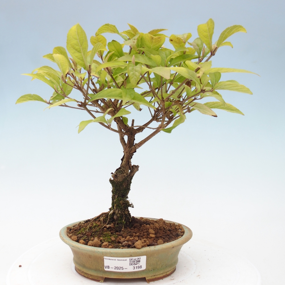 Venkovní bonsai - krásnoplodka - Callicarpa japonica
