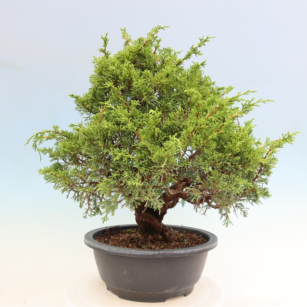 Venkovní bonsai - Juniperus chinensis Itoigawa-Jalovec čínský
