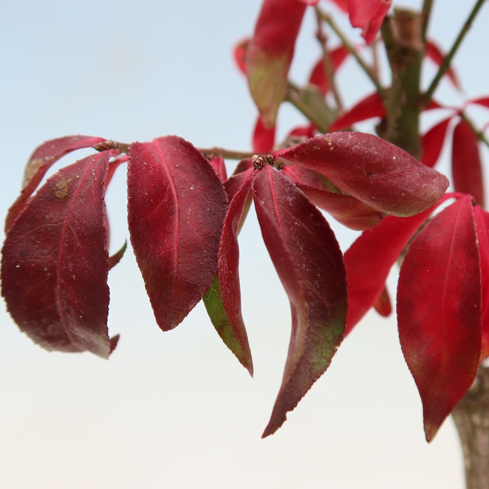 Venkovní bonsai -  Euonymus alatus comactus  - brslen křídlatý