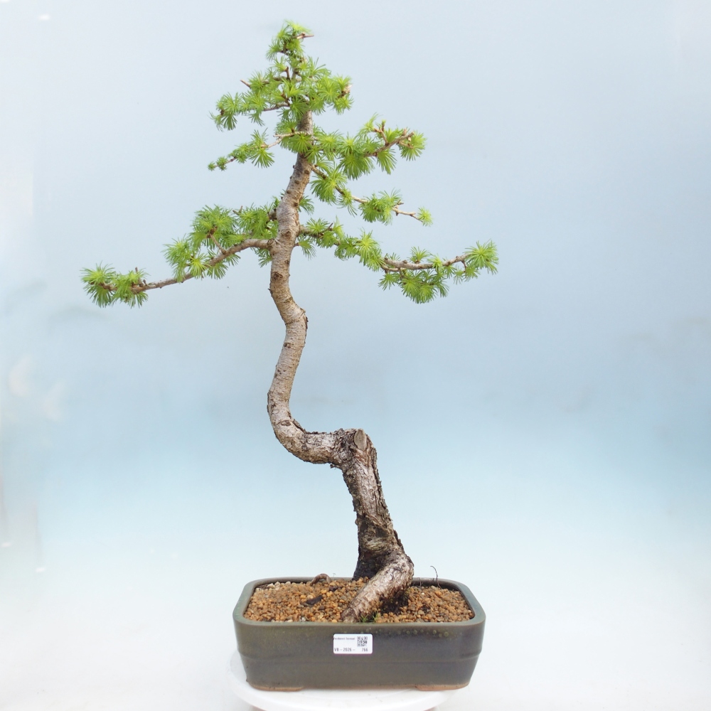 Venkovní bonsai -Larix decidua - Modřín opadavý 