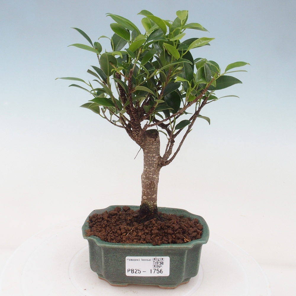 Pokojová bonsai Ficus retusa kimmen