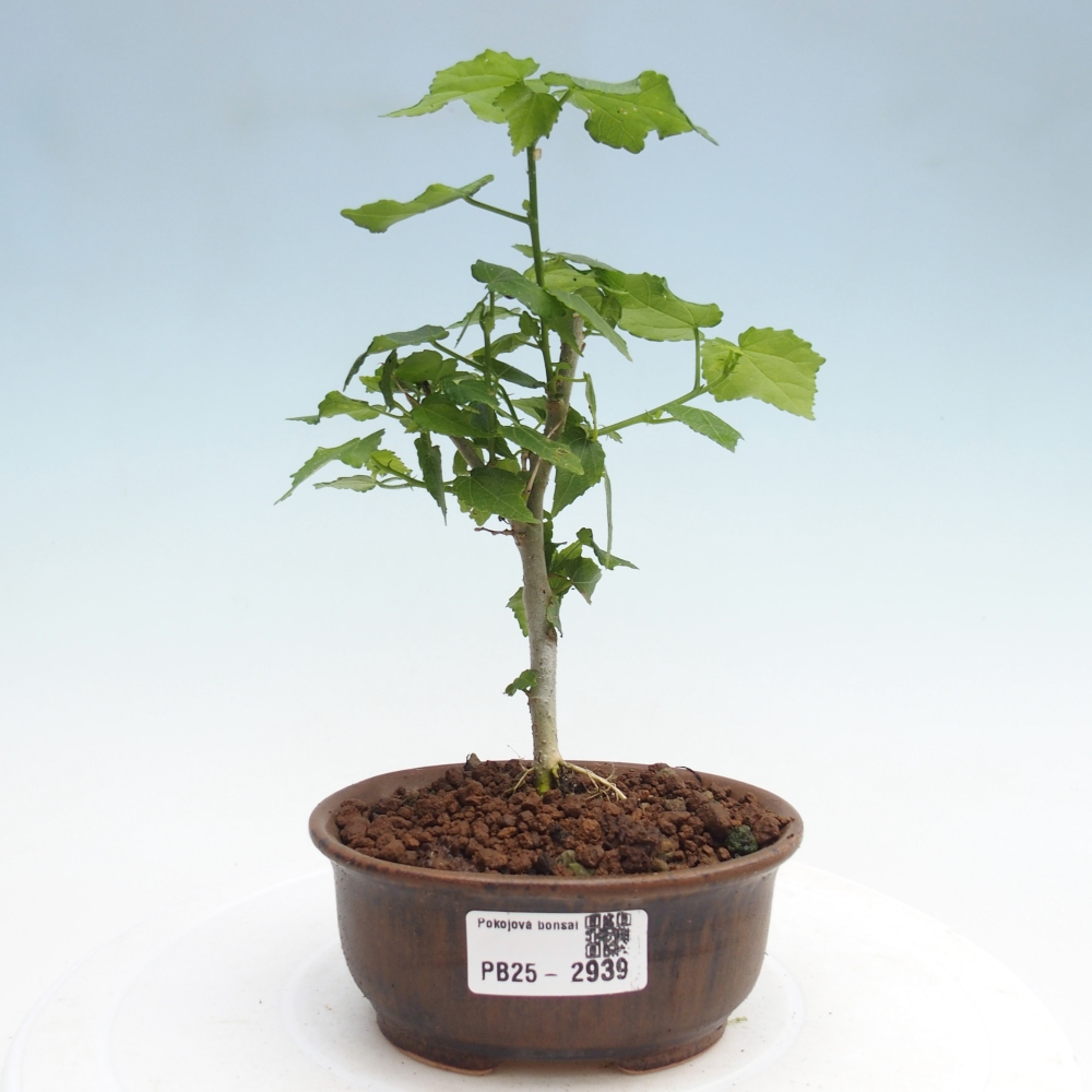 Pokojová bonsai - Malvaviscus arboreus - ibiškovec dřevnatý