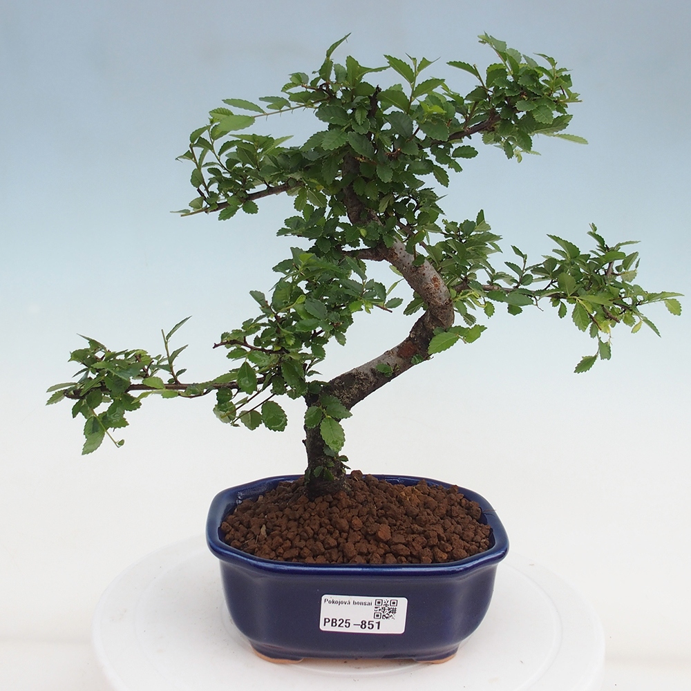 Pokojová bonsai-Malolistý jilm 