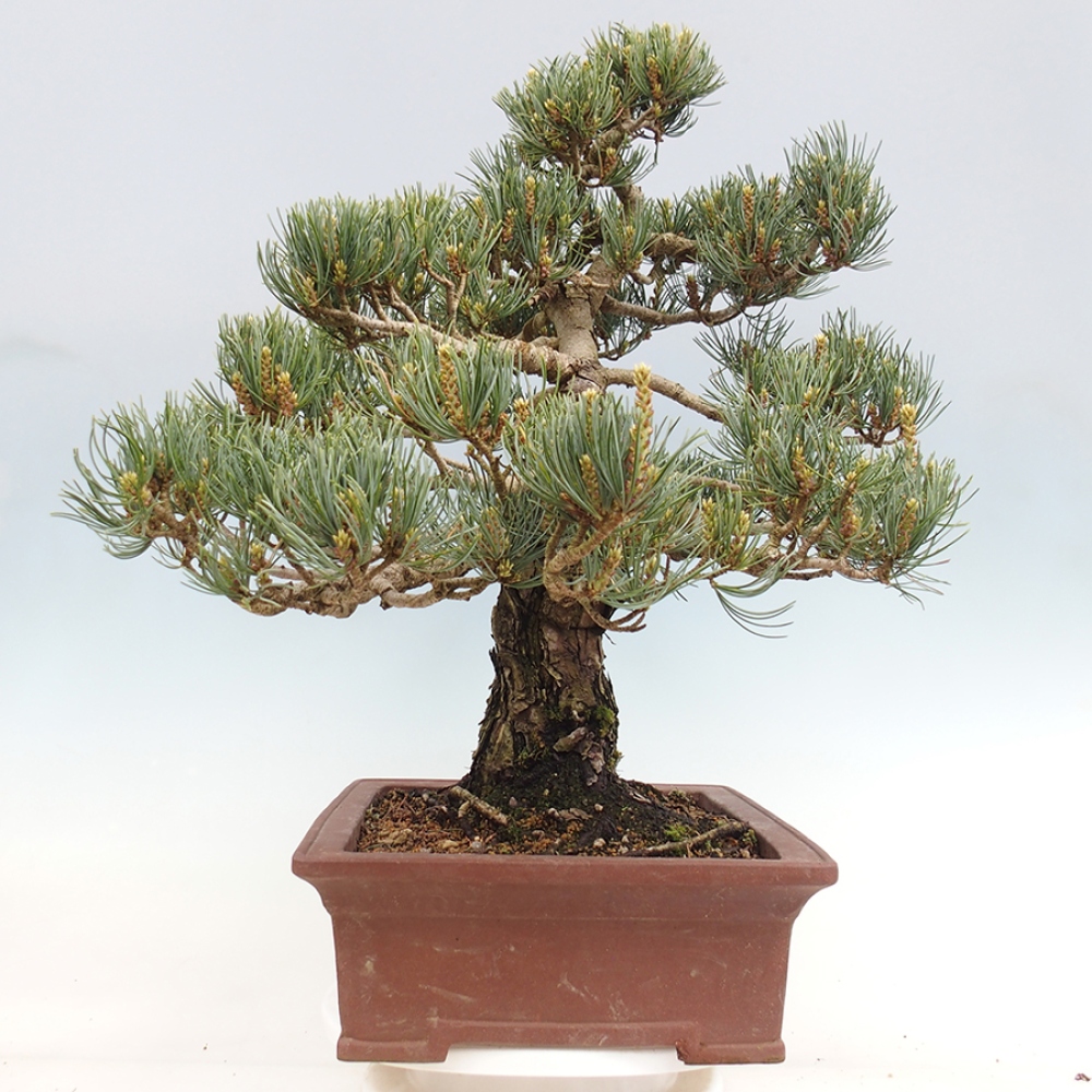 Venkovní bonsai - Pinus parviflora - Borovice drobnokvětá