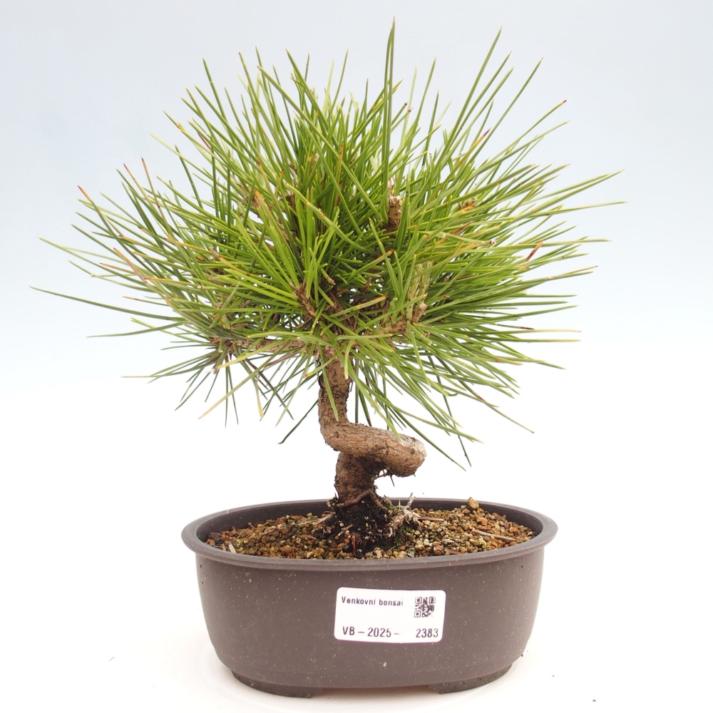 Venkovní bonsai - Pinus thunbergii - Borovice thunbergova
