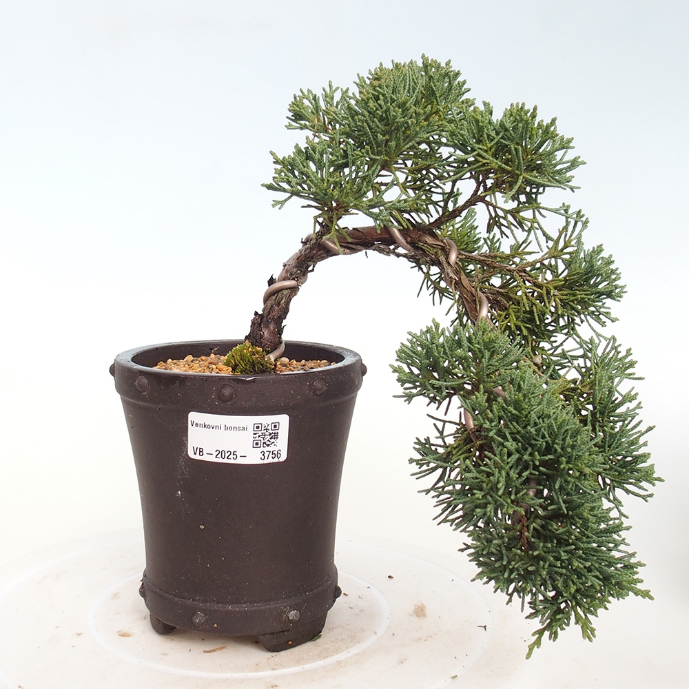 Venkovní bonsai - Juniperus chinensis Kishu -Jalovec čínský