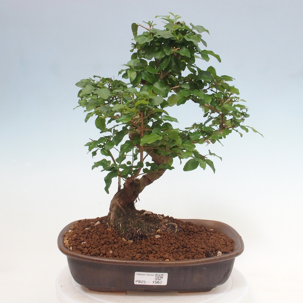 Pokojová bonsai -Ligustrum chinensis - Ptačí zob