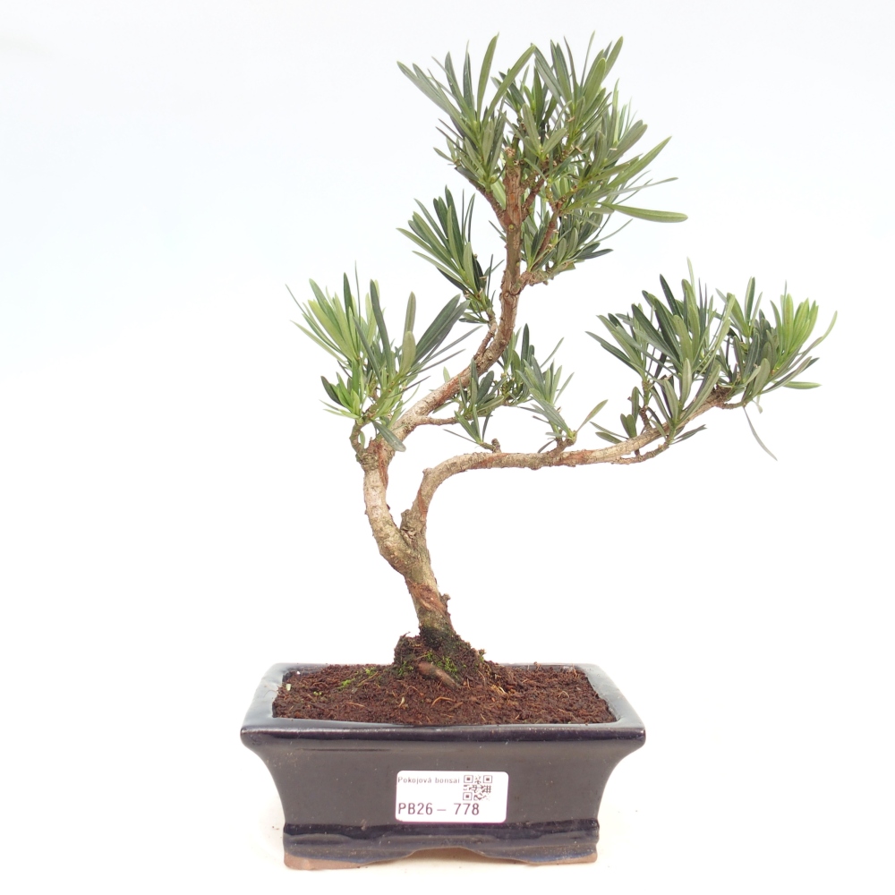 Pokojová bonsai - Podocarpus - Kamenný tis