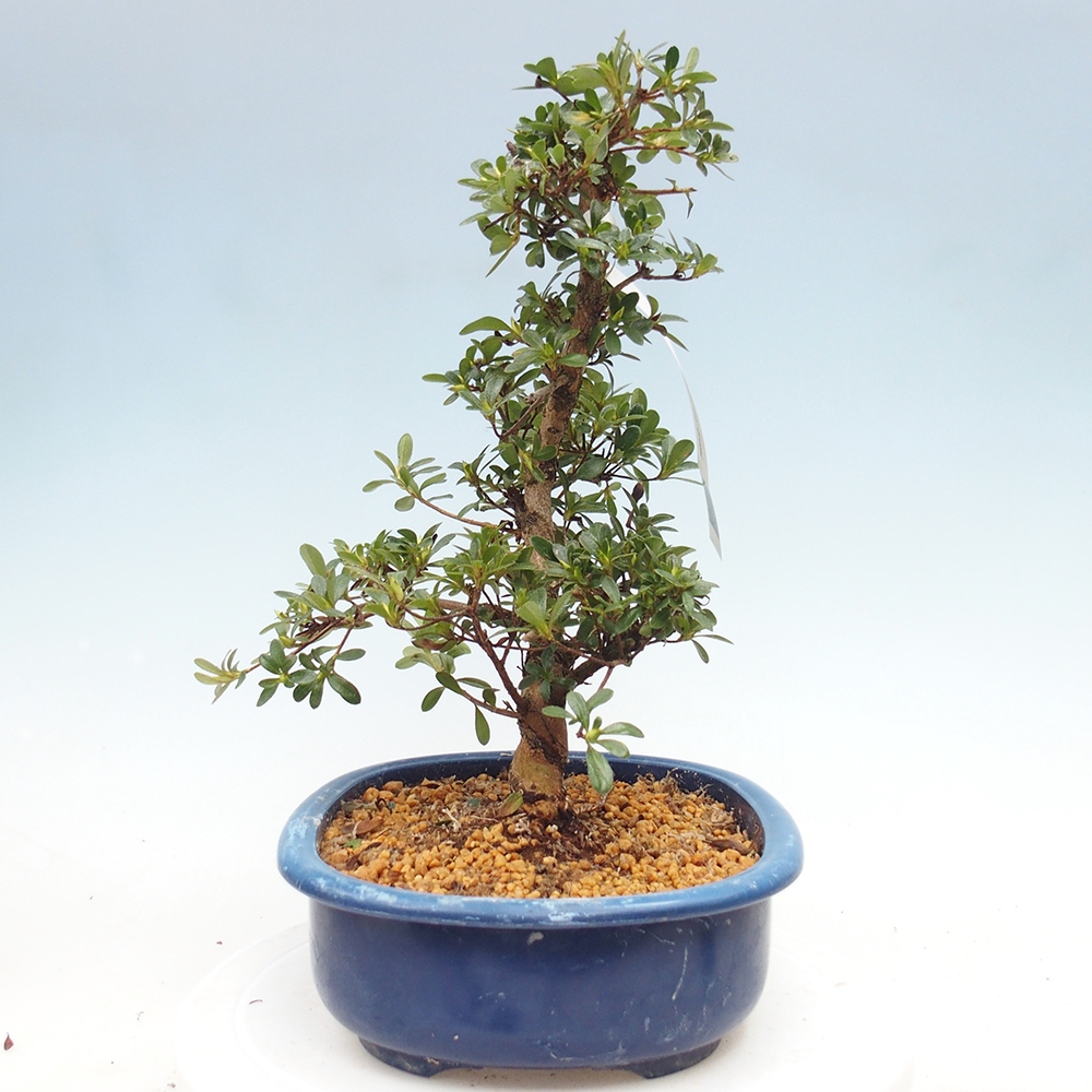 Venkovní bonsai - Japonská azalka - Azalea Asahi-no-izumi