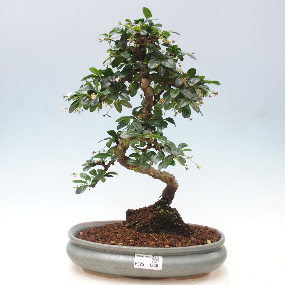 Pokojová bonsai - Carmona macrophylla - Čaj fuki