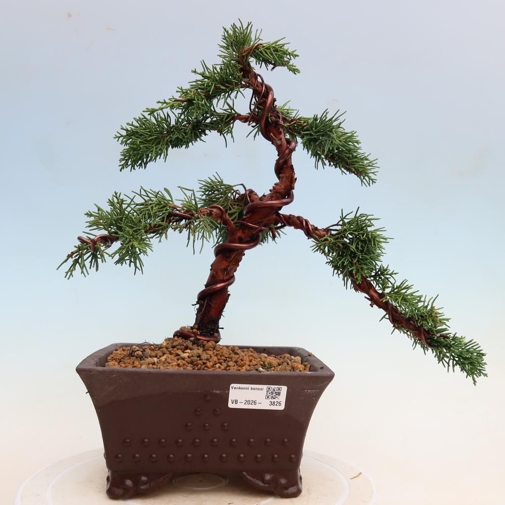 Venkovní bonsai - Juniperus chinensis Kishu -Jalovec čínský