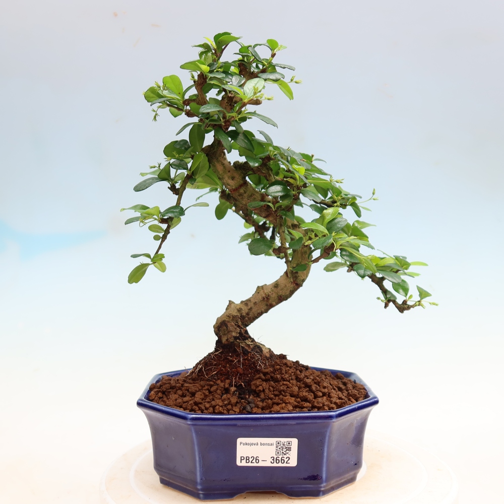 Pokojová bonsai - Carmona macrophylla - Čaj fuki