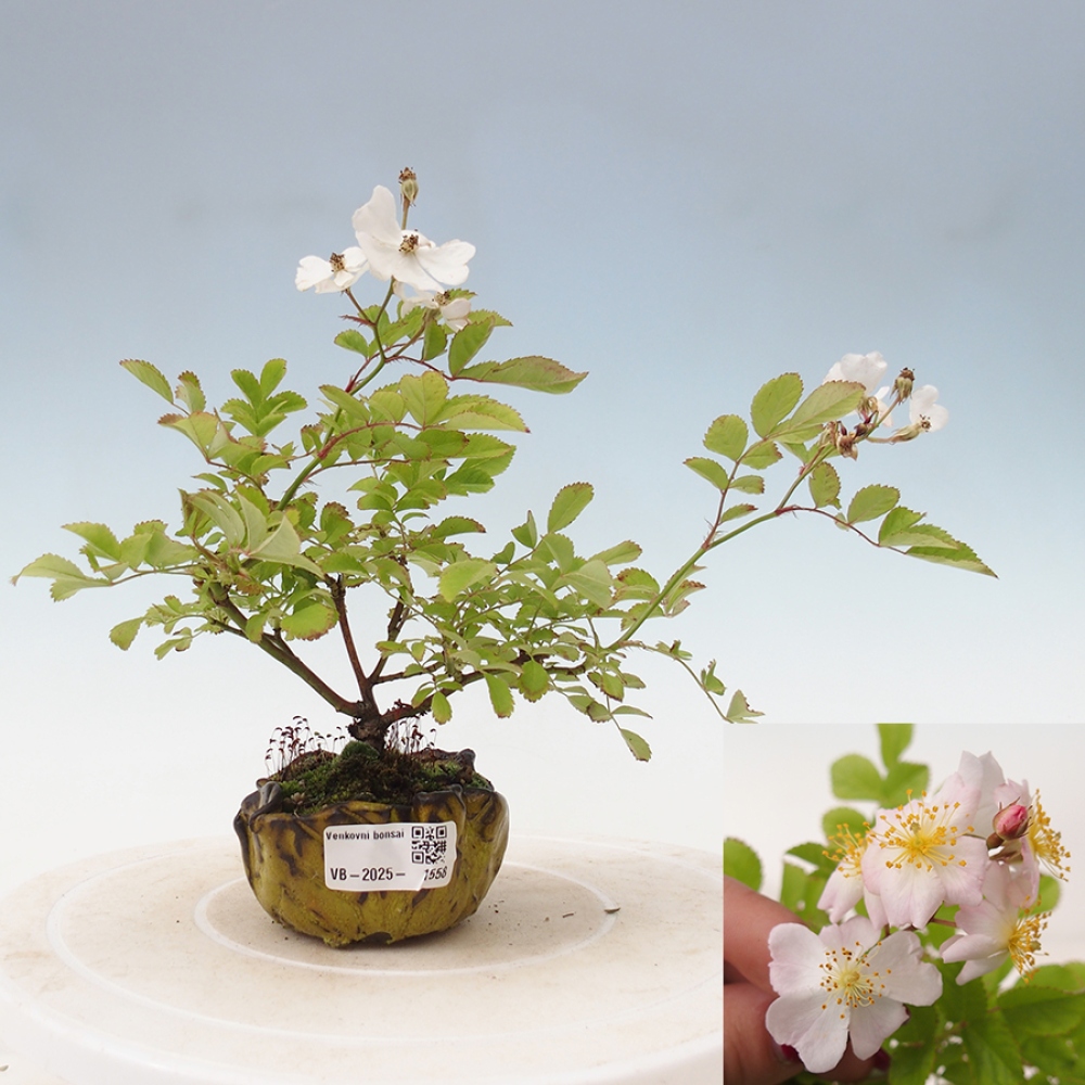 Venkovní bonsai - Rosa sp. - malokvětá růže