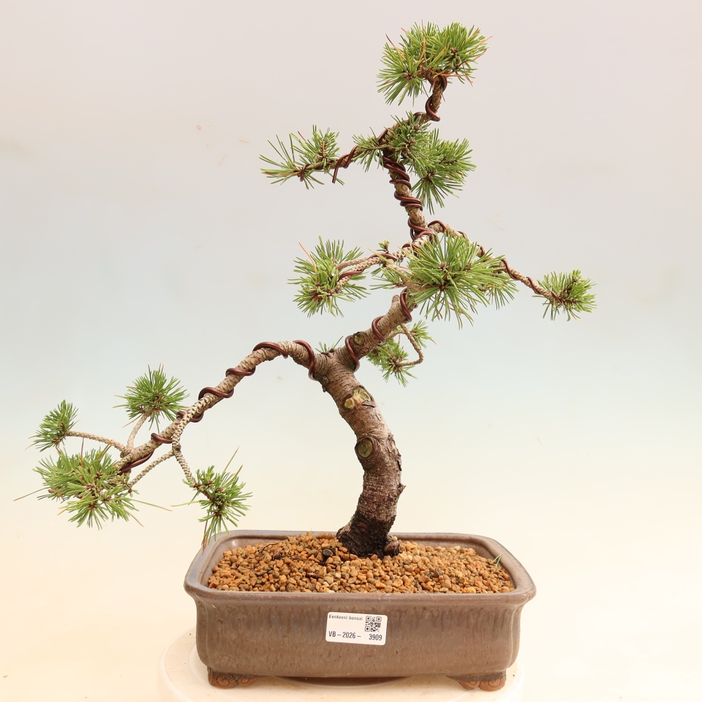 Venkovní bonsai - Pinus mugo Humpy  - Borovice kleč