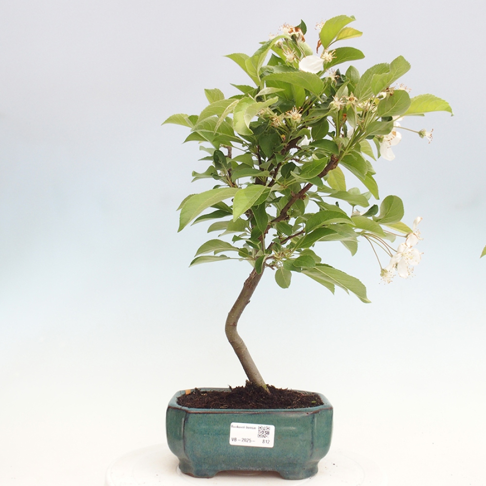 Venkovní bonsai -Malus halliana - Maloplodá jabloň