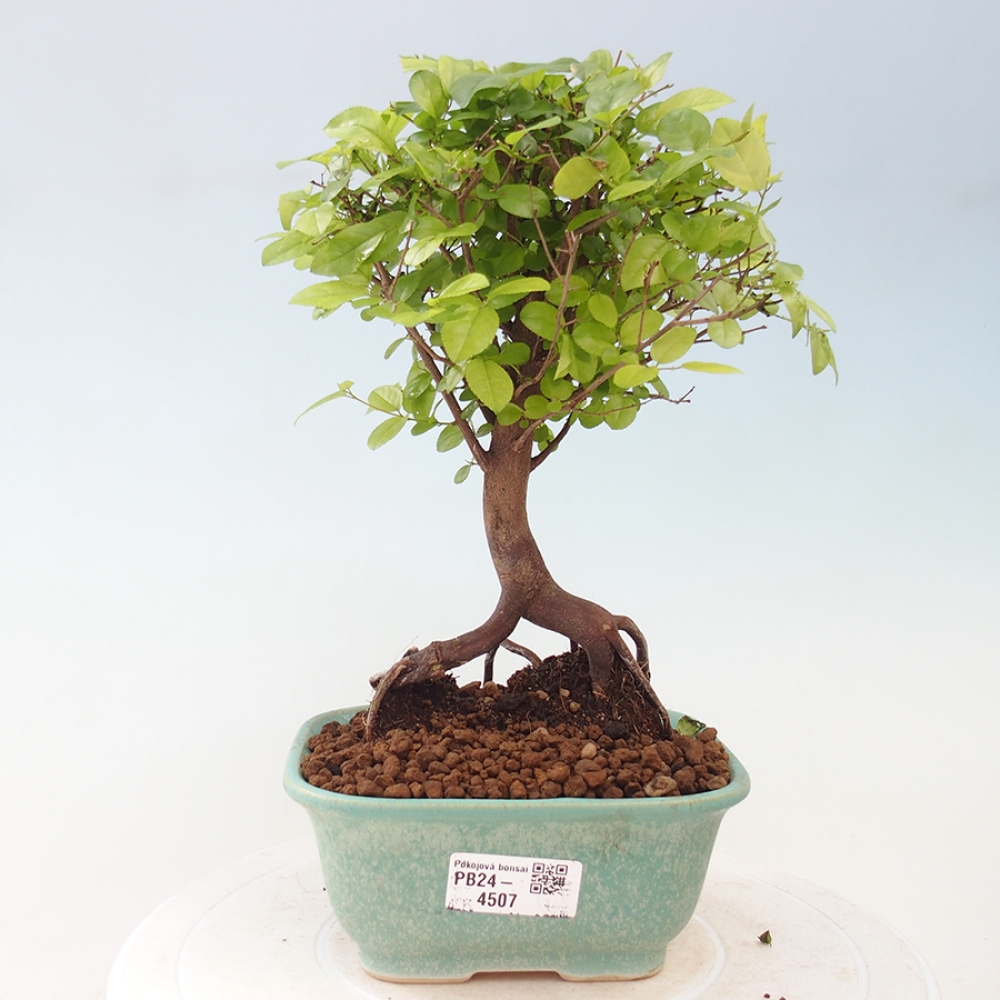 Pokojová bonsai - Sagerécie thea - Sagerécie thea