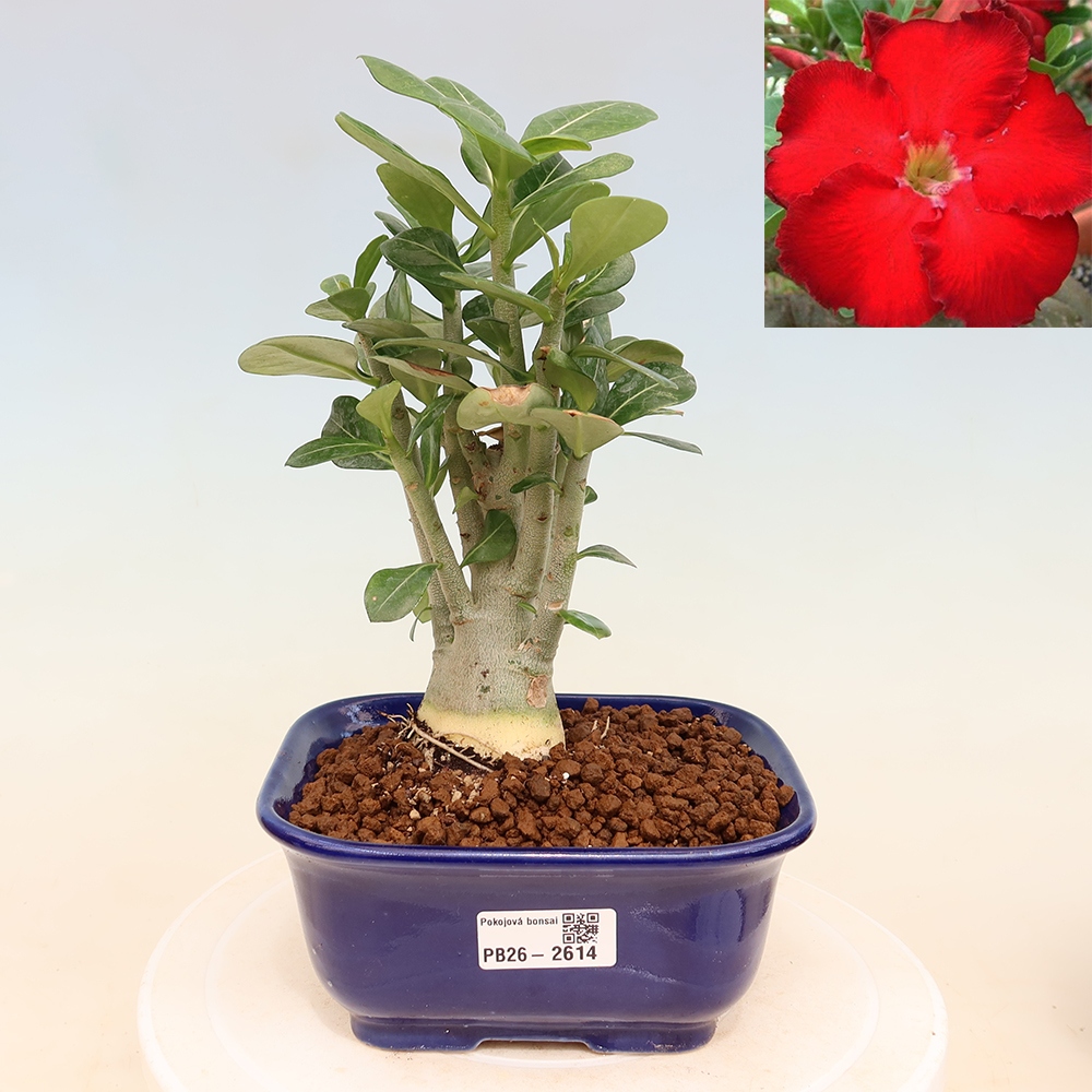 Pokojová bonsai - Adenium obesum Red Star - Pouštní růže