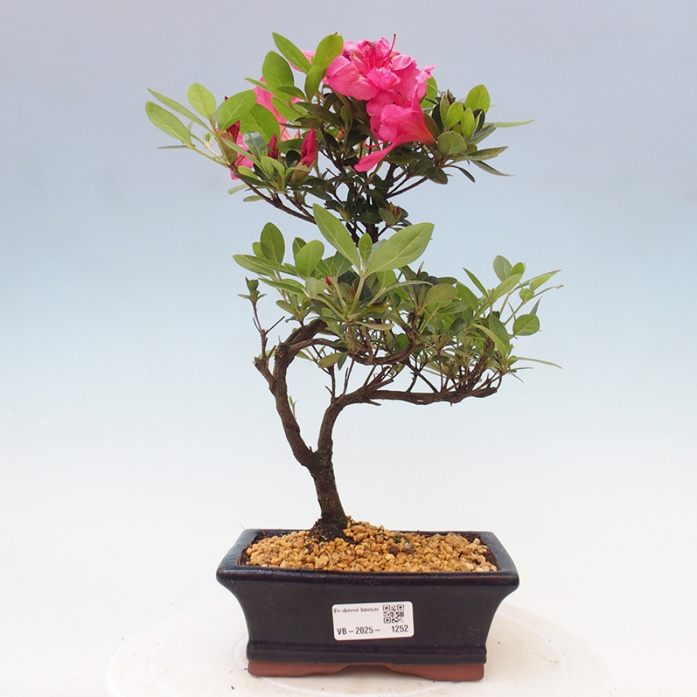 Venkovní bonsai - Japonská azalka - Azalea sp.