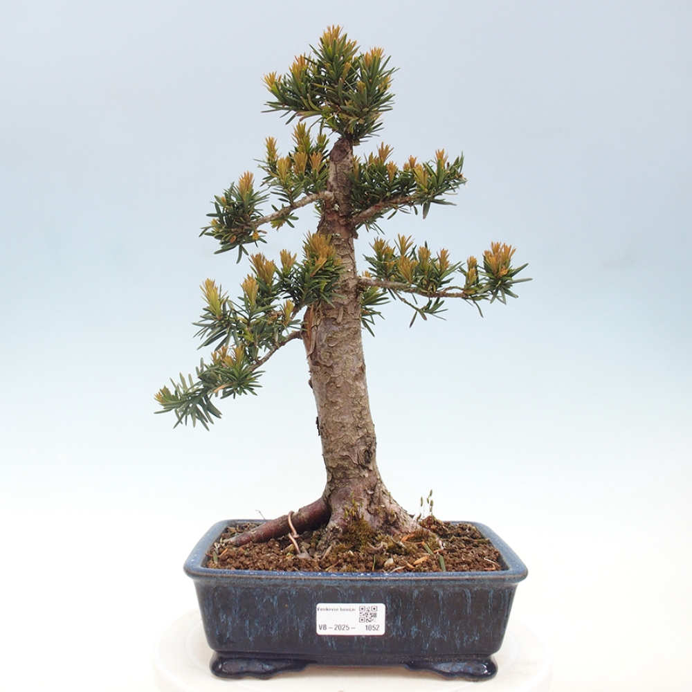 Venkovní bonsai - Taxus cuspidata  - Tis japonský