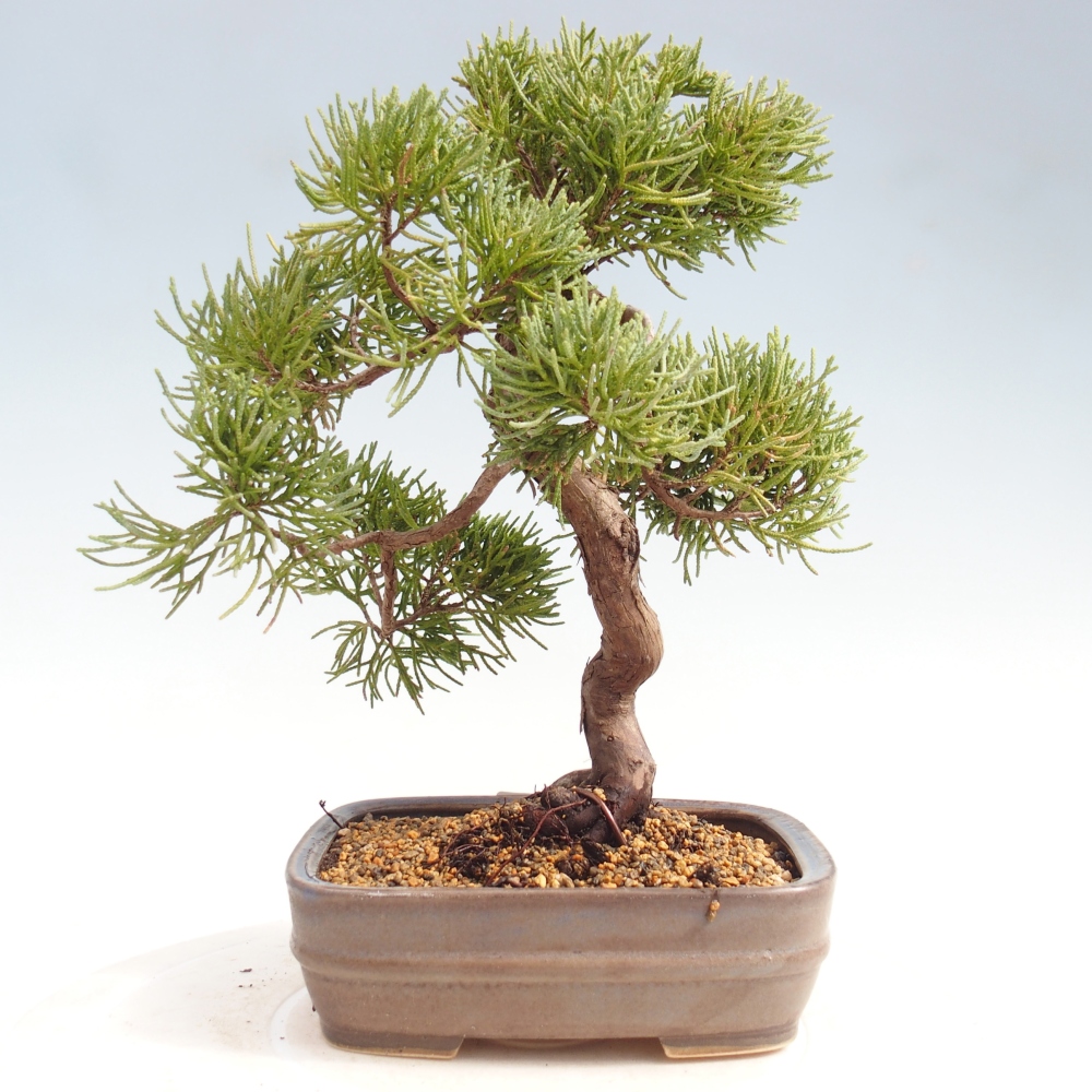 Venkovní bonsai - Juniperus chinensis Kishu -Jalovec čínský