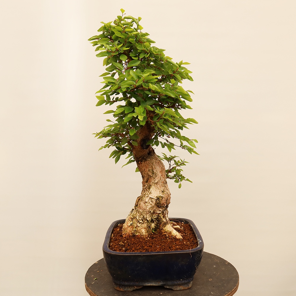 Venkovní bonsai -Carpinus Coreana - Habr korejský
