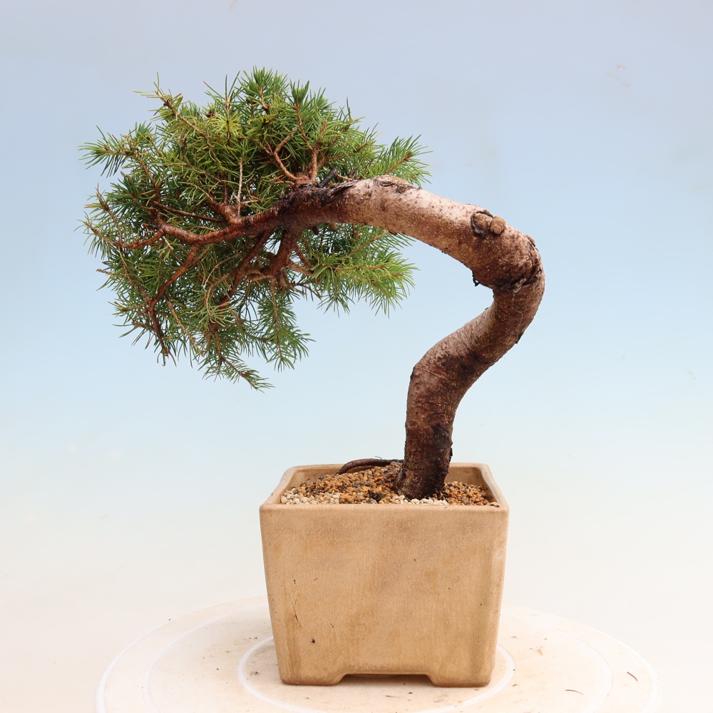 Venkovní bonsai- Smrk sivý - Picea glauca globe
