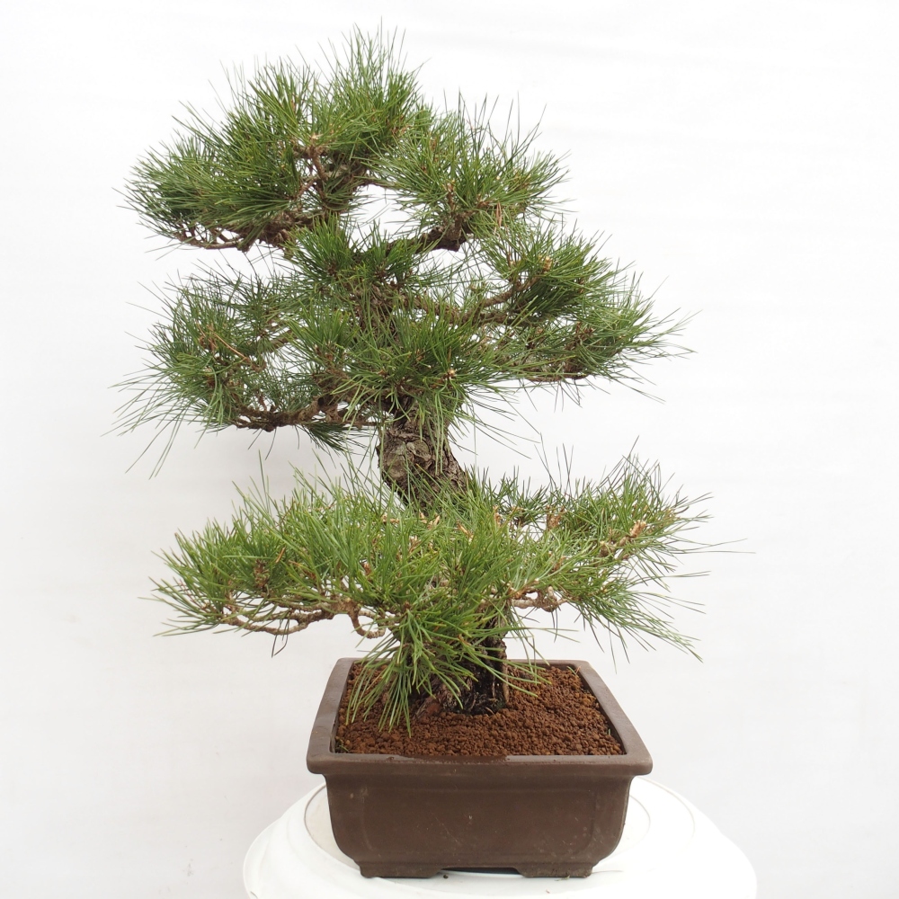Venkovní bonsai - Pinus thunbergii - Borovice thunbergova