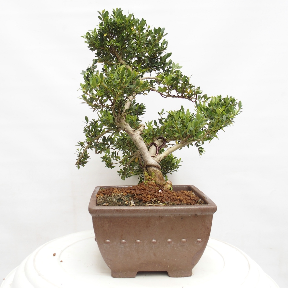 Pokojová bonsai - Ilex crenata - Cesmína