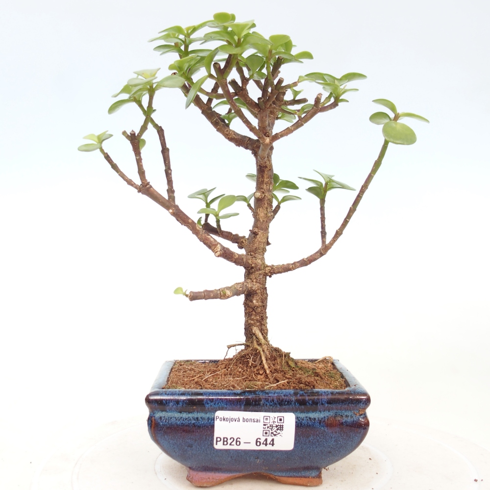 Pokojová bonsai - Portulakaria Afra - Tlustice