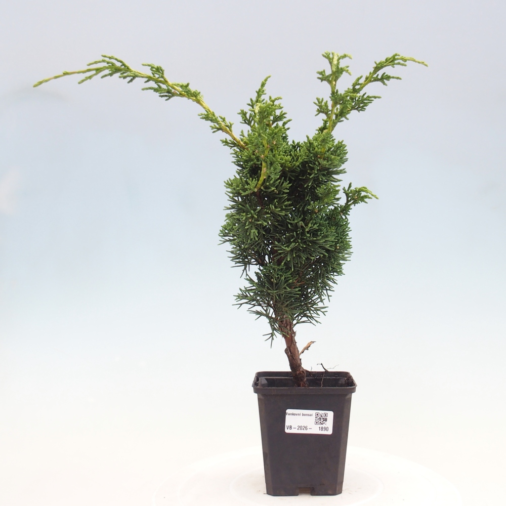 Venkovní bonsai - Juniperus chinensis Kishu -Jalovec čínský