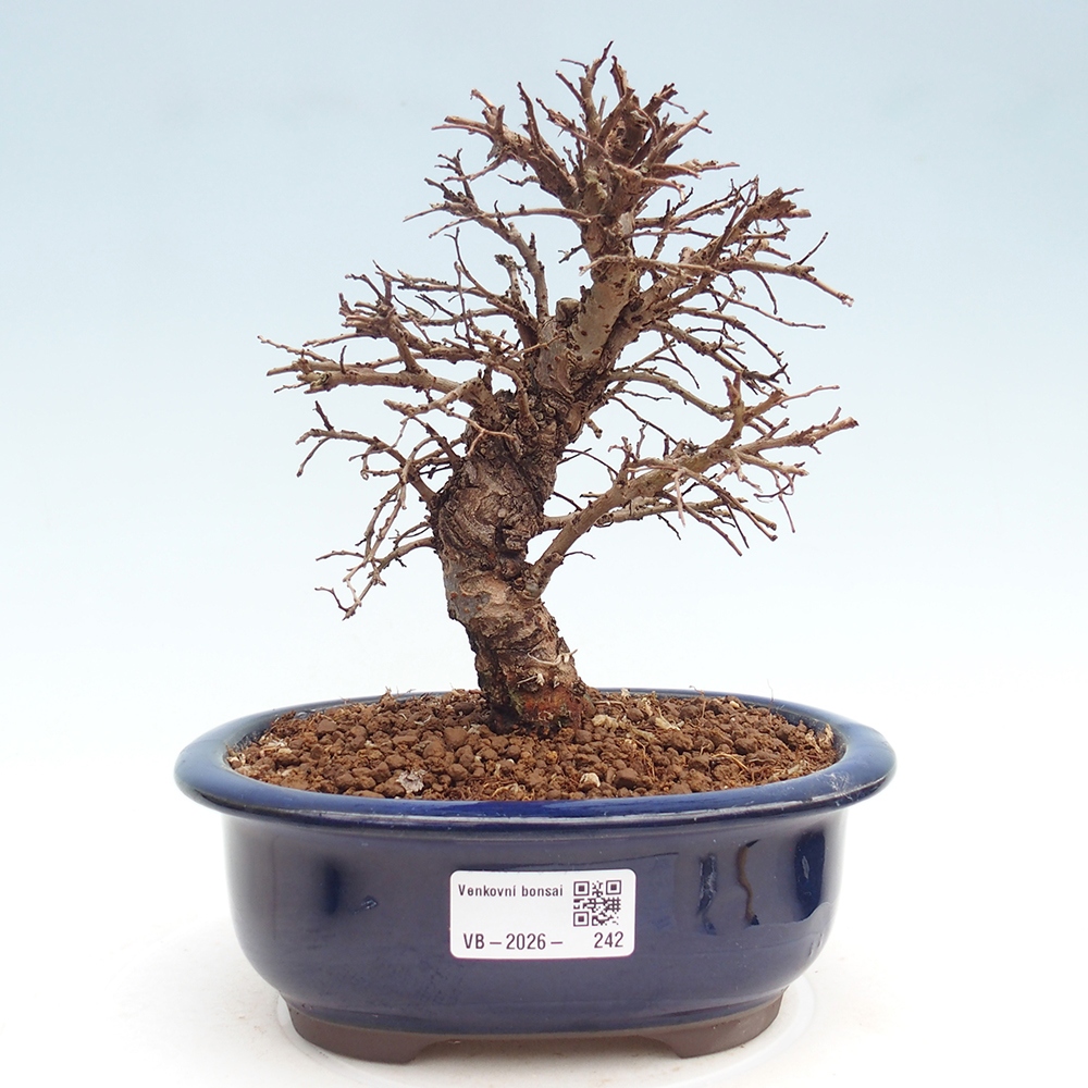 Venkovní bonsai - Zelkova - Zelkova NIRE
