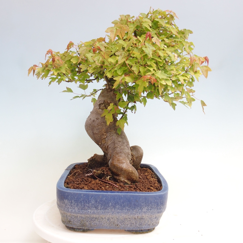 Venkovní bonsai - Acer Buergerianum - Javor Burgerův