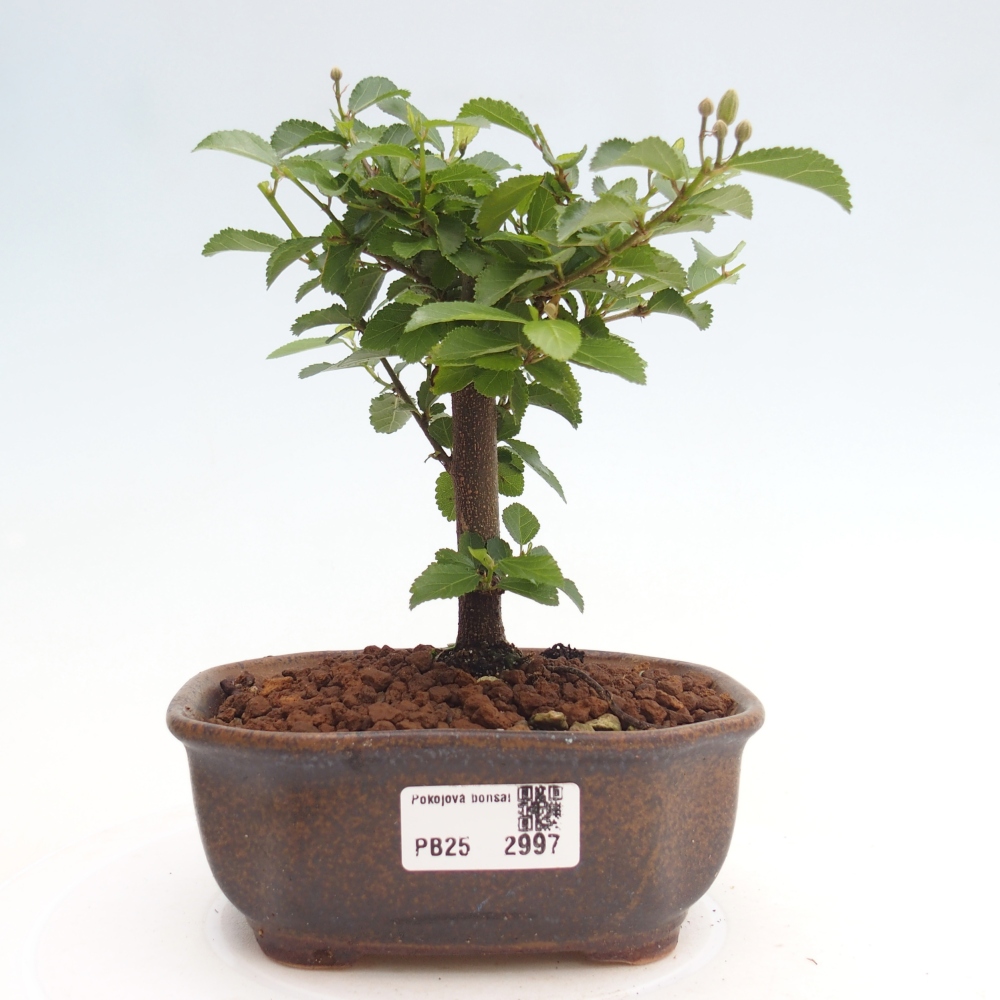 Pokojová bonsai - Grewia occidentalis - Hvězdice levandulová
