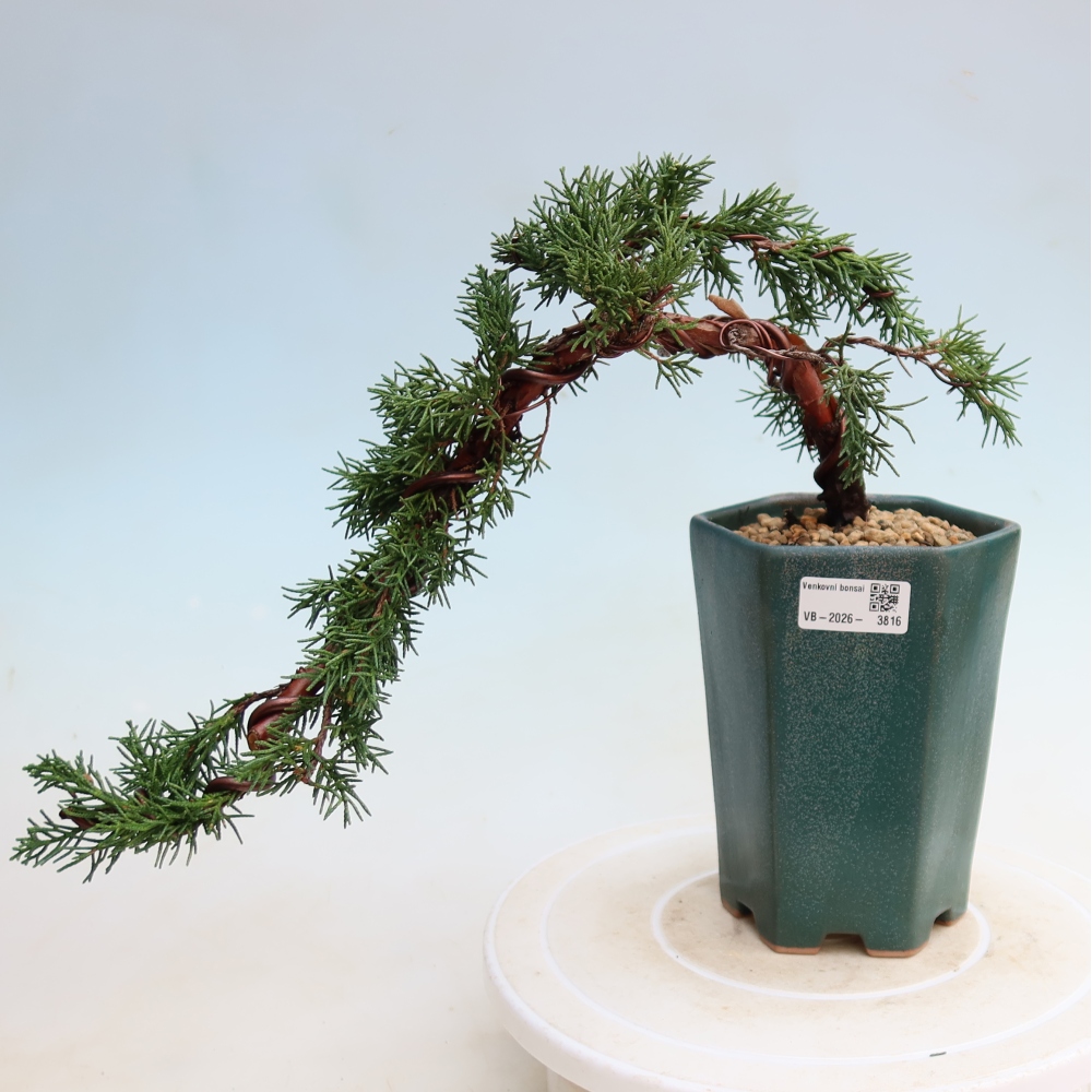 Venkovní bonsai - Juniperus chinensis Kishu -Jalovec čínský