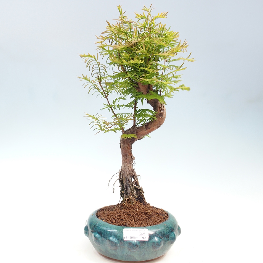 Venkovní bonsai - Metasequoia glyptostroboides - Metasekvoje čínská